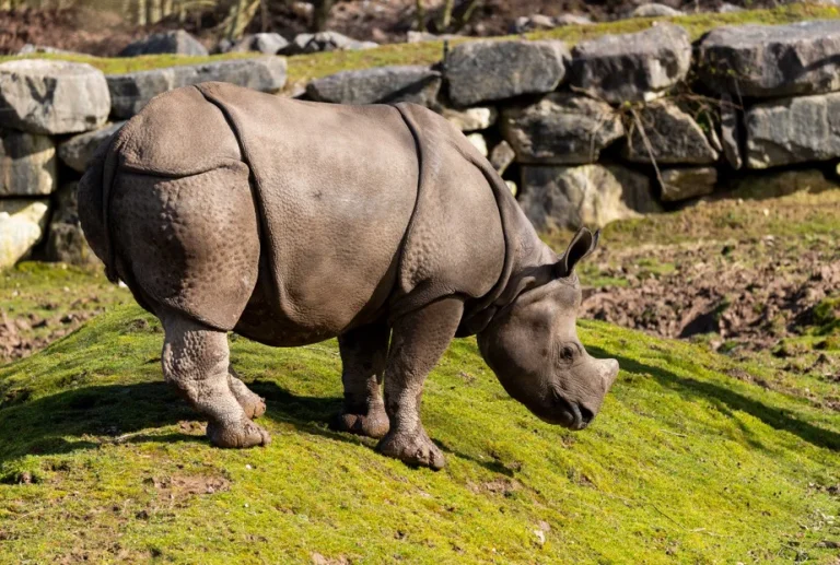 Rhino 768x517